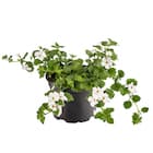 Standardized Bacopa Monnieri