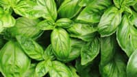 Basil Powder 