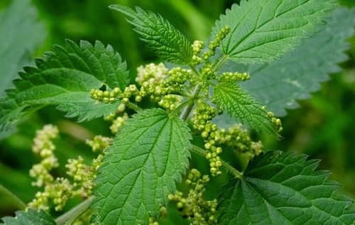 Nettle Extract