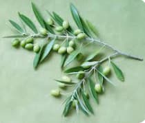 Olive Leaf Extract