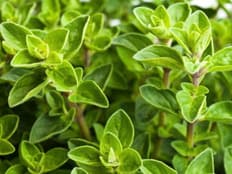 Oregano Essential Oil