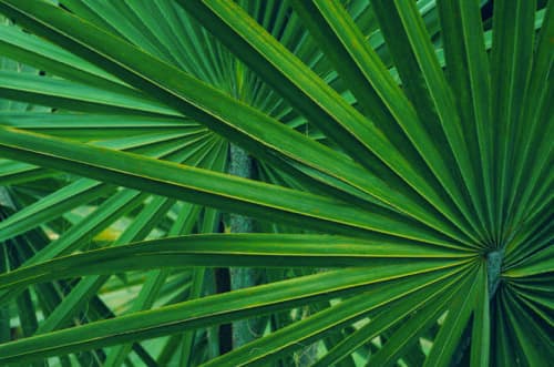 Saw Palmetto