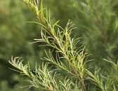Australian Tea Tree Oil